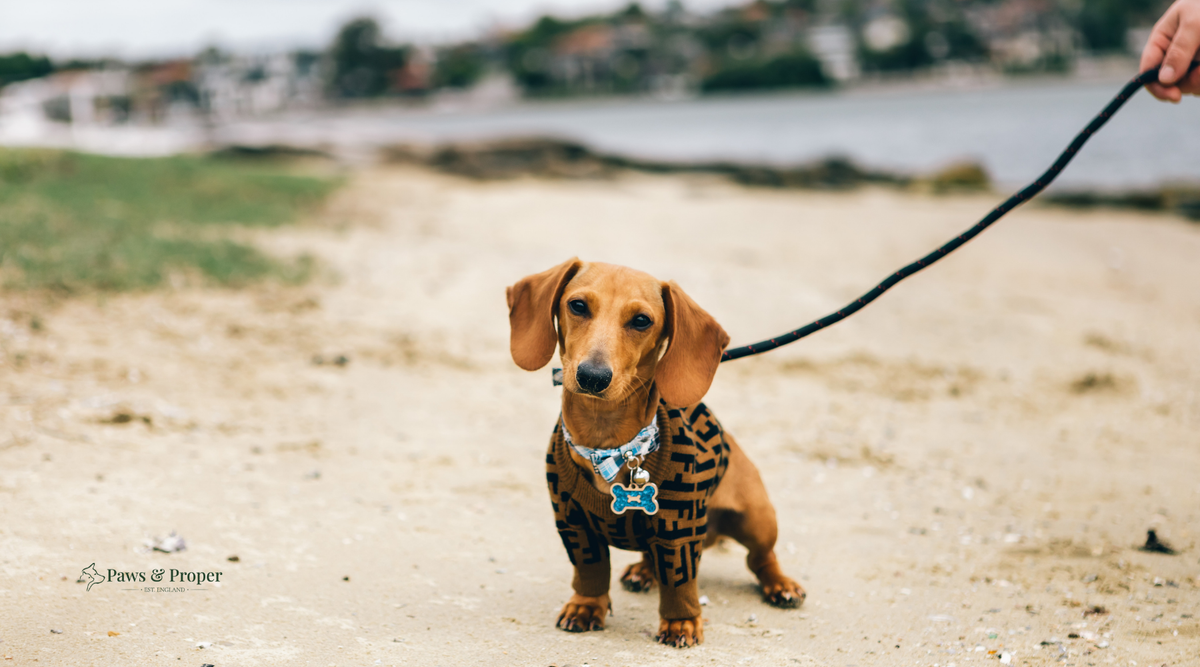 A dog owner wearing a comfortable, understated outfit on a relaxed walk with their dog.