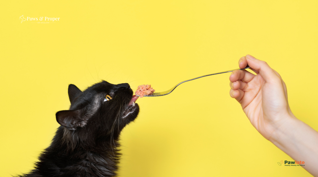What Can Cats Eat? A Simple Guide to Safe and Unsafe Foods