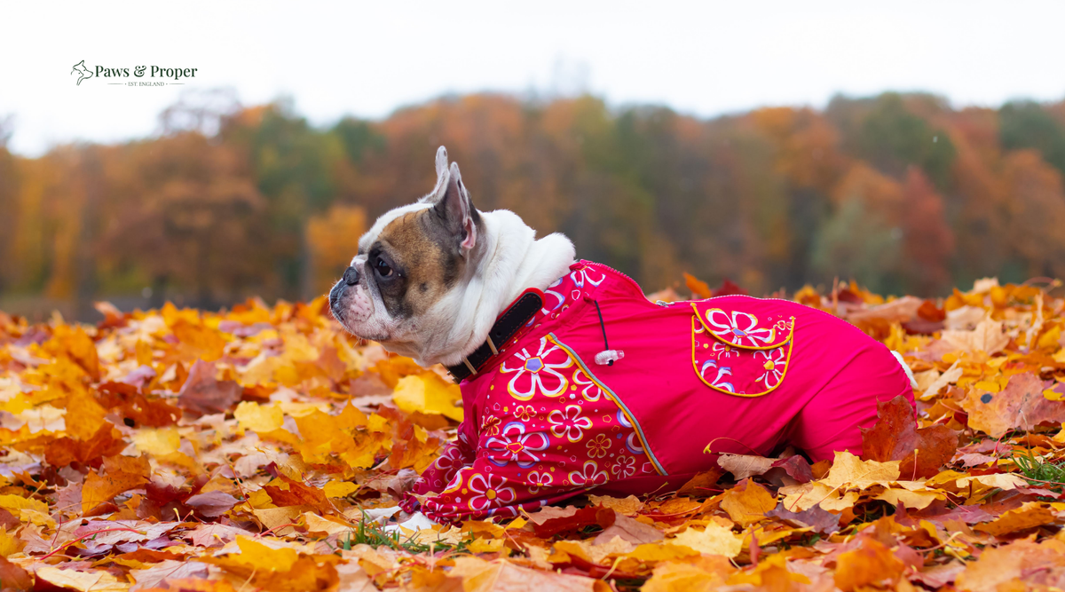  A dog enjoying a relaxed autumn walk in a comfortable outfit, ready for a dog-friendly Halloween.